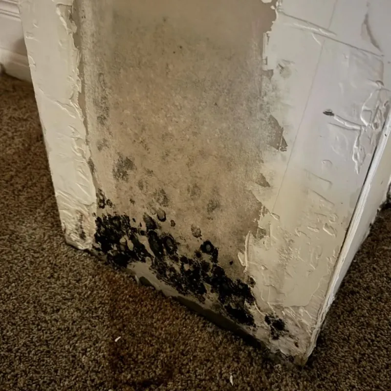 Professional Mold Removal in Pittsburgh, PA